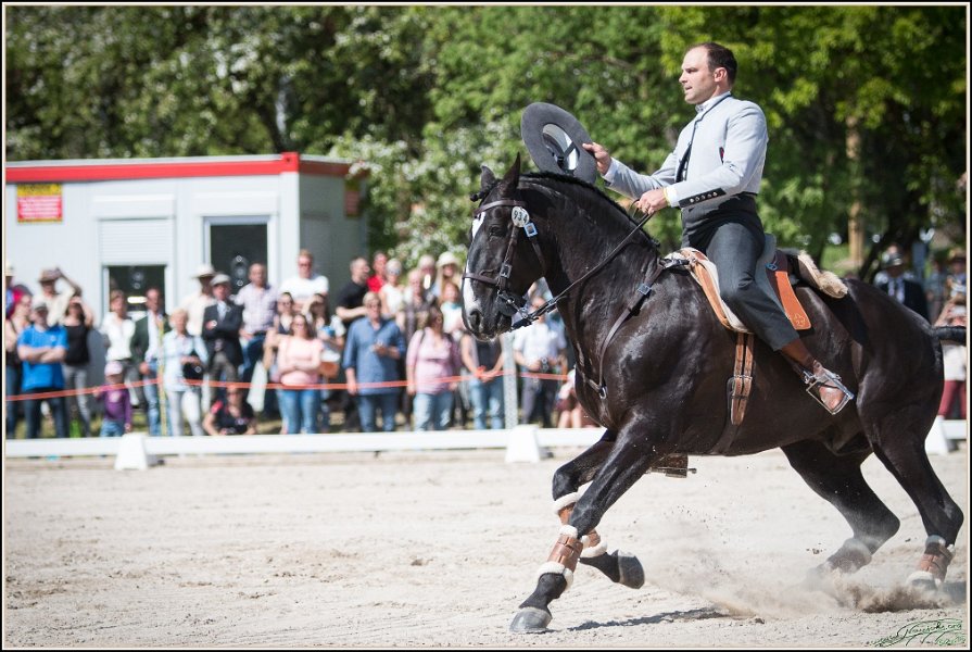 Pferd International 201
